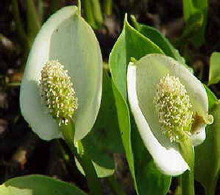 Sumpfkalla Pflanzen Gartenteich